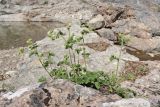 View full-size image Potentilla geoides