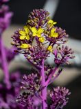 View full-size image Brassica oleracea variety viridis