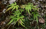 View full-size image Pteris cretica
