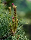 View full-size image Pinus taiwanensis