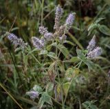 Смотреть изображение Mentha longifolia