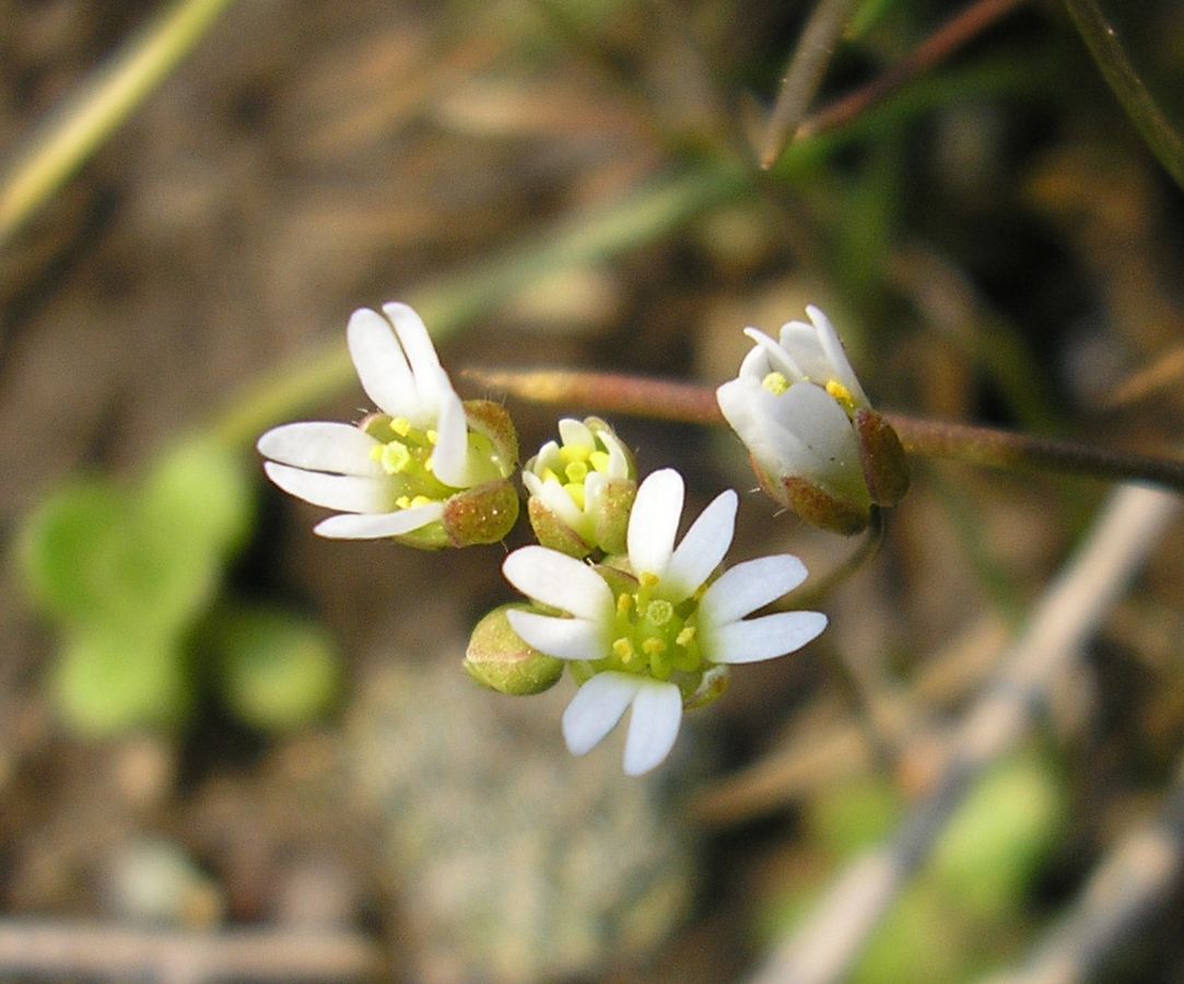 Image of Erophila verna specimen.