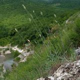 View full-size image Agropyron pinifolium