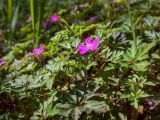 View full-size image Geranium purpureum