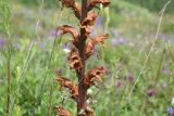 View full-size image genus Orobanche