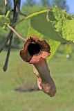 View full-size image Aristolochia manshuriensis