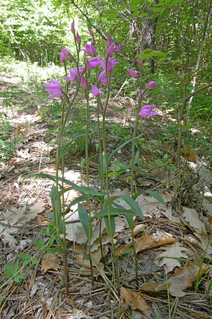 Изображение особи Cephalanthera rubra.