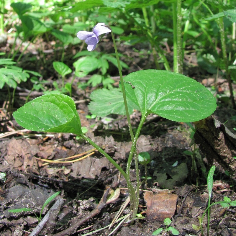 Изображение особи Viola palustris.