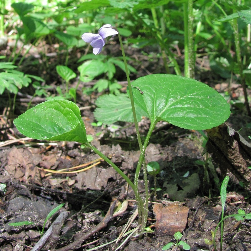 Image of Viola palustris specimen.