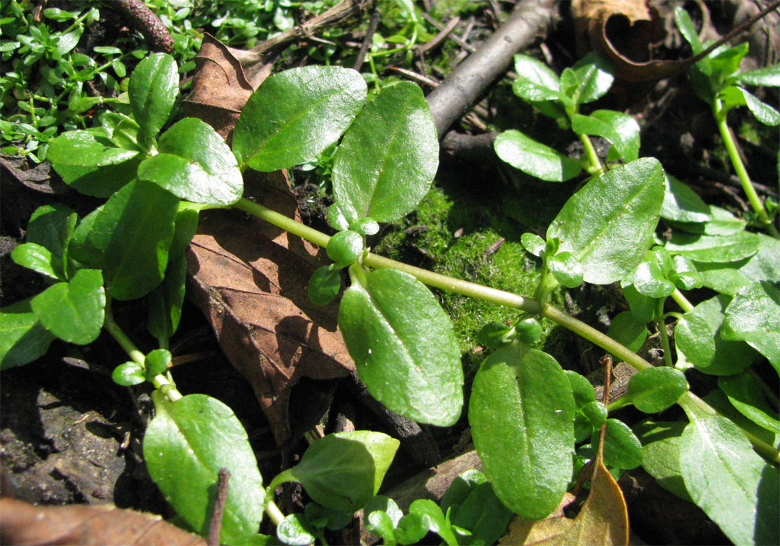 Image of Veronica beccabunga specimen.