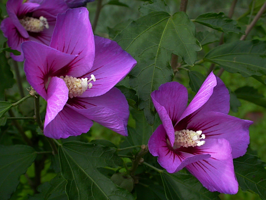 Image of Hibiscus syriacus specimen.