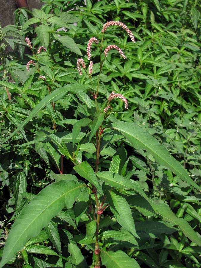 Image of Persicaria lapathifolia specimen.