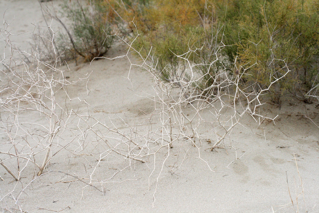 Image of Calligonum cordatum specimen.