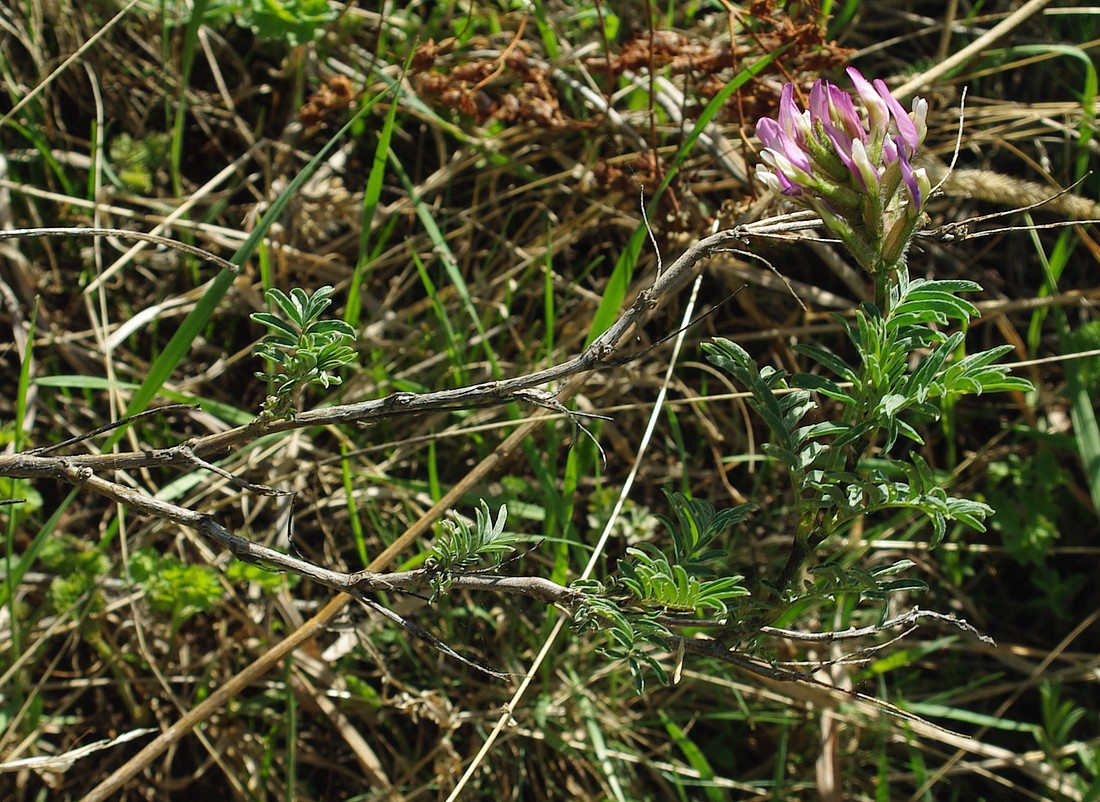 Изображение особи Astragalus ugamicus.