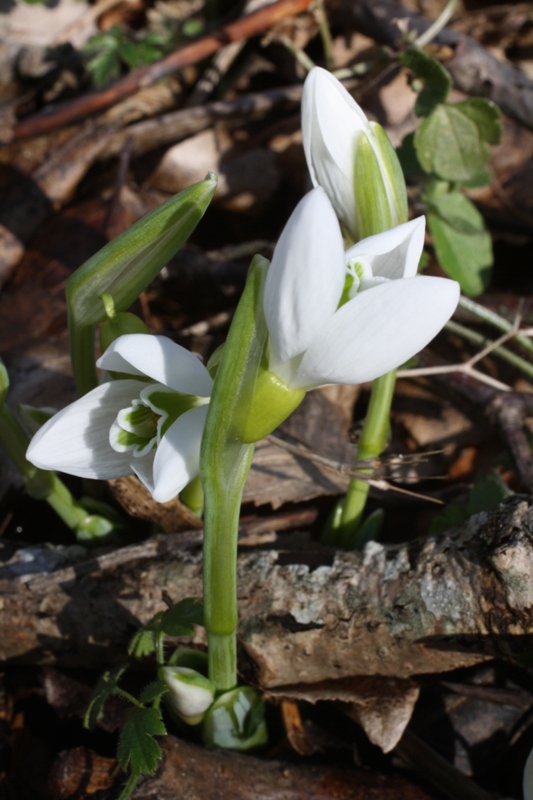 Image of Galanthus plicatus specimen.