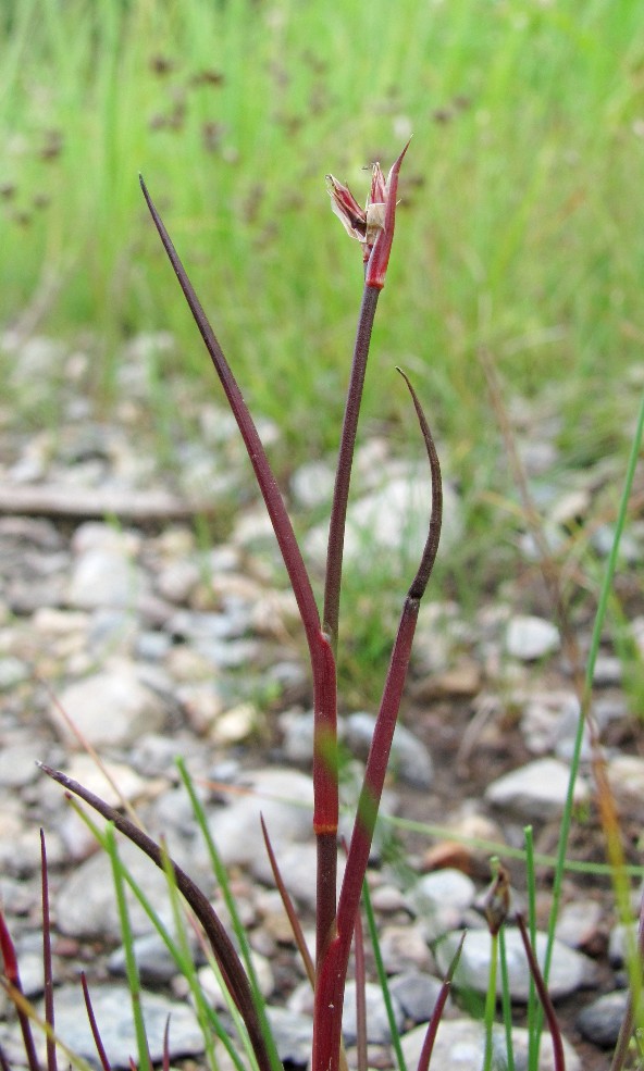 Изображение особи Juncus articulatus.