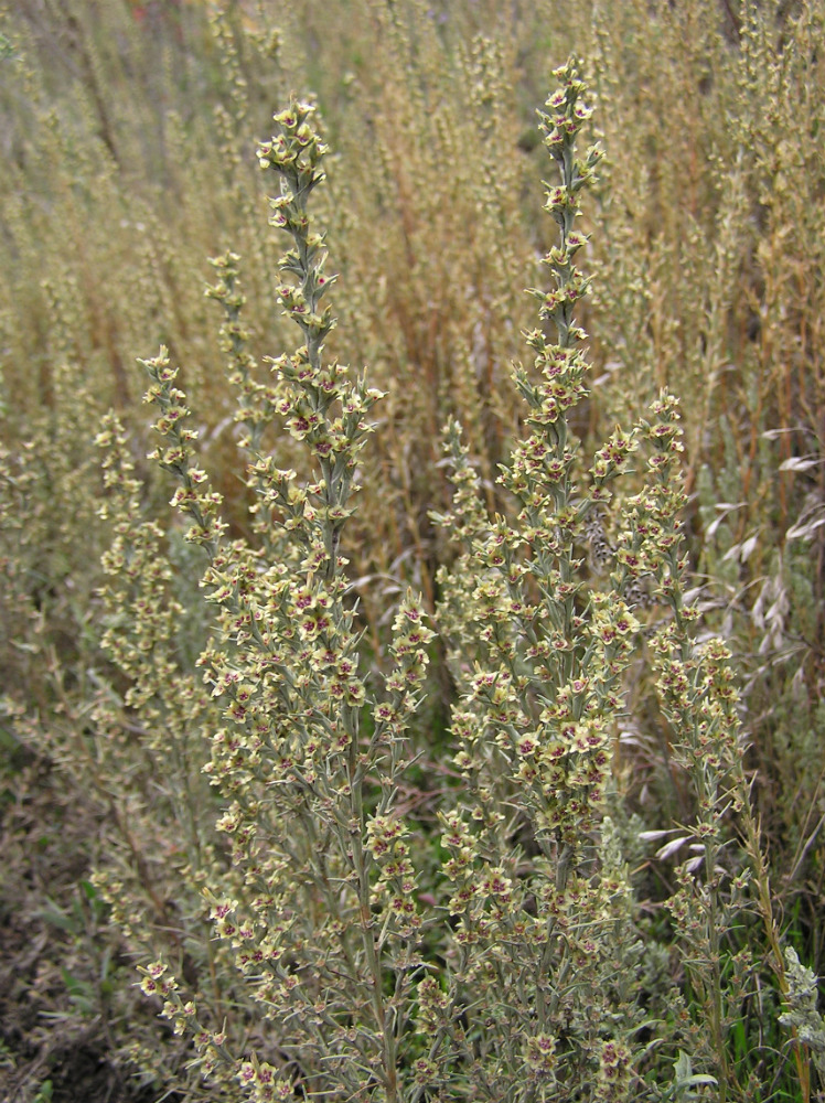 Image of Salsola tamariscina specimen.