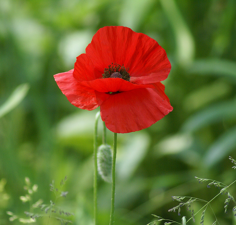 Изображение особи Papaver rhoeas.