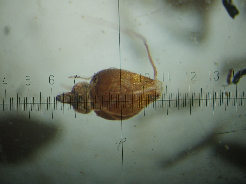 Image of Eleocharis palustris specimen.