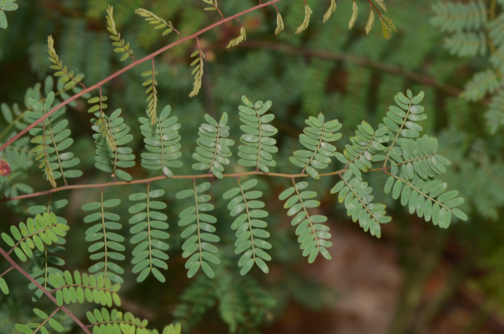 Изображение особи Caesalpinia gilliesii.