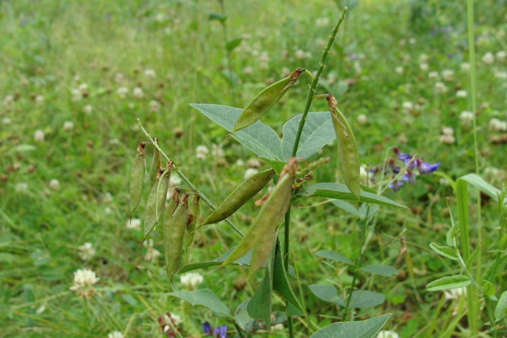 Изображение особи Vicia unijuga.