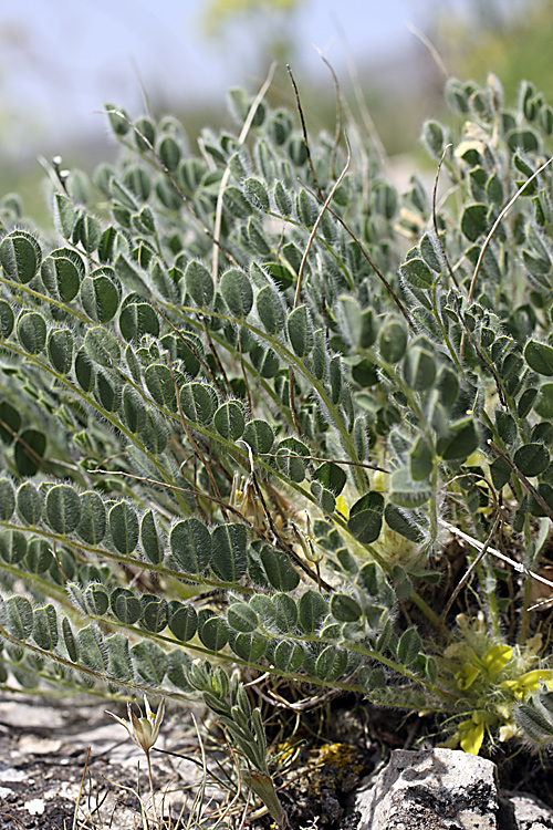 Image of genus Astragalus specimen.