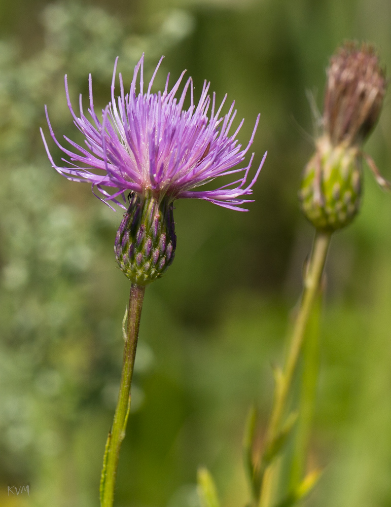 Image of Cirsium serratuloides specimen.