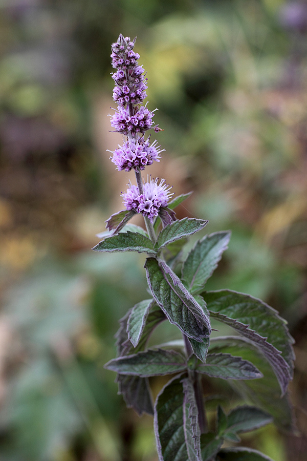 Image of genus Mentha specimen.