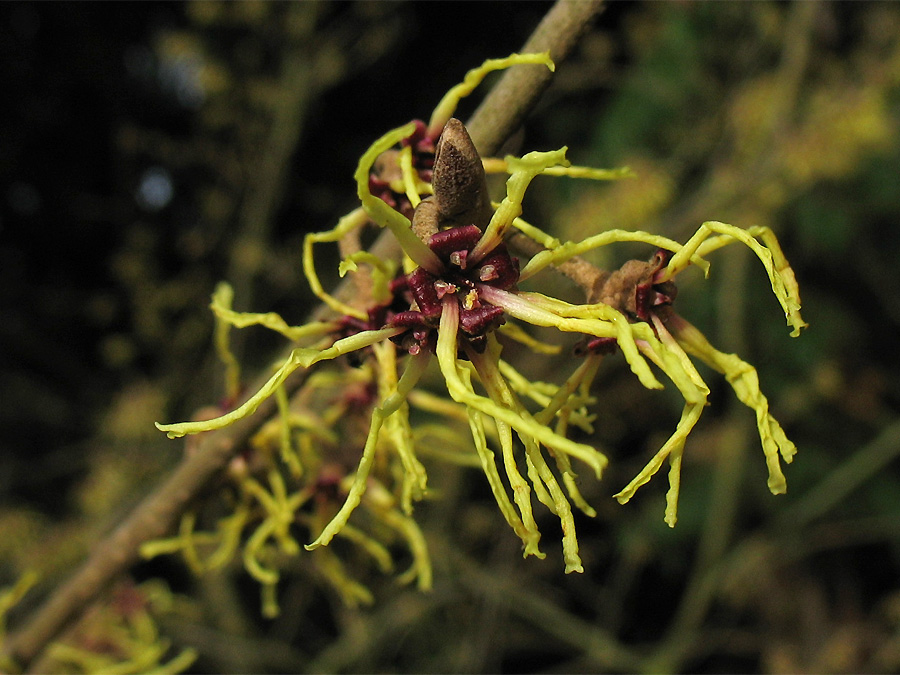 Image of Hamamelis japonica specimen.