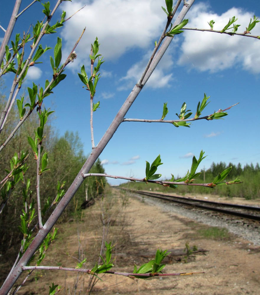 Image of Salix acutifolia specimen.