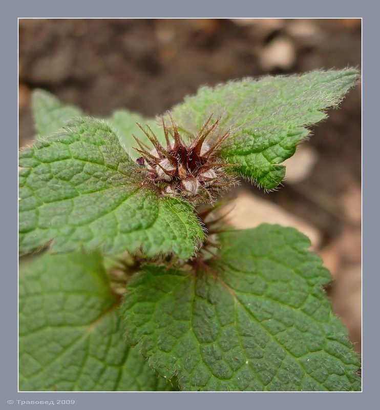 Изображение особи Lamium maculatum.