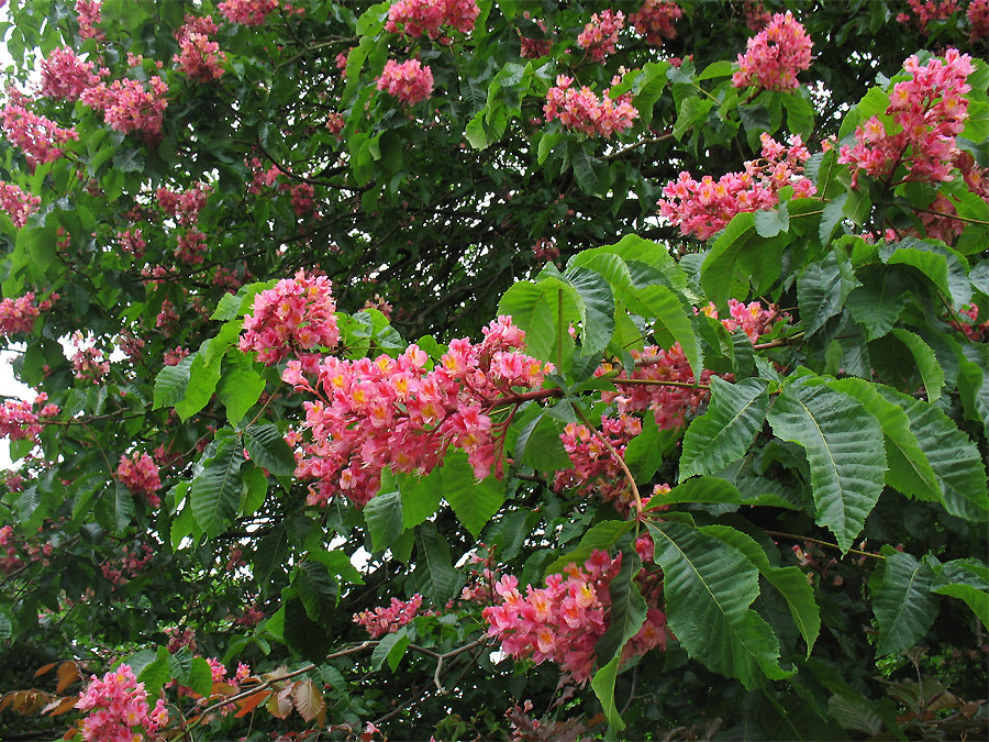 Image of Aesculus × carnea specimen.