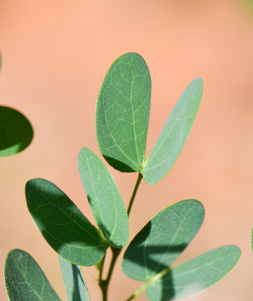 Image of Bauhinia tomentosa specimen.