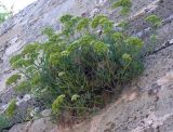 Crithmum maritimum