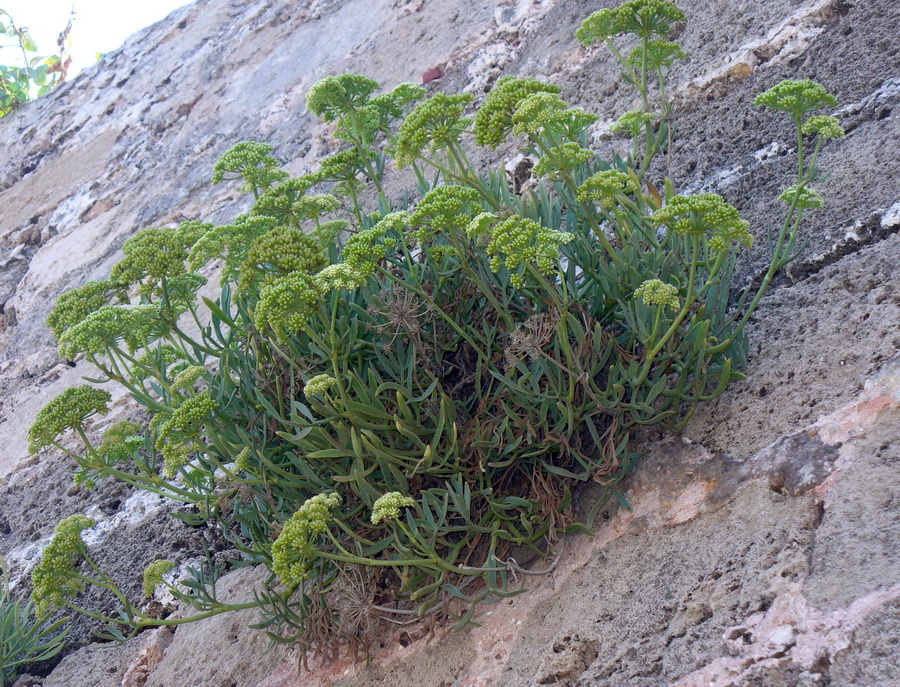 Изображение особи Crithmum maritimum.