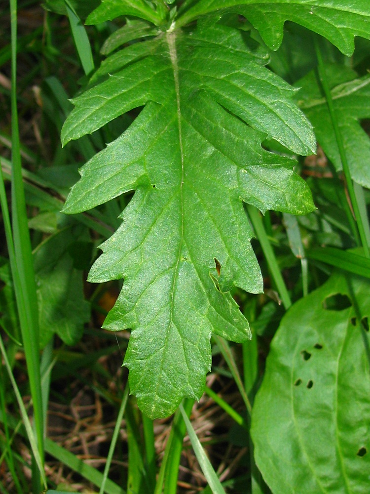 Image of Senecio grandidentatus specimen.