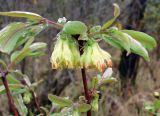 Lonicera edulis. Верхушка растения с соцветием. Якутия (Саха), Нерюнгринский р-н, берег р. Чульман. 29.05.2011.