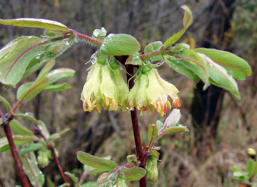 Изображение особи Lonicera edulis.