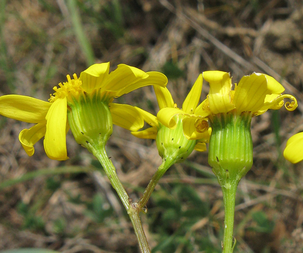 Image of Senecio vernalis specimen.