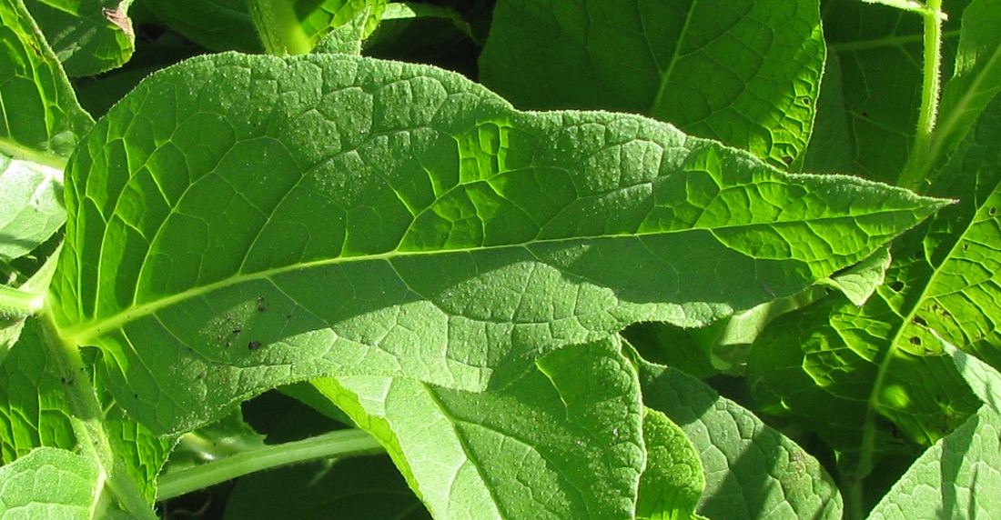 Image of Symphytum officinale specimen.