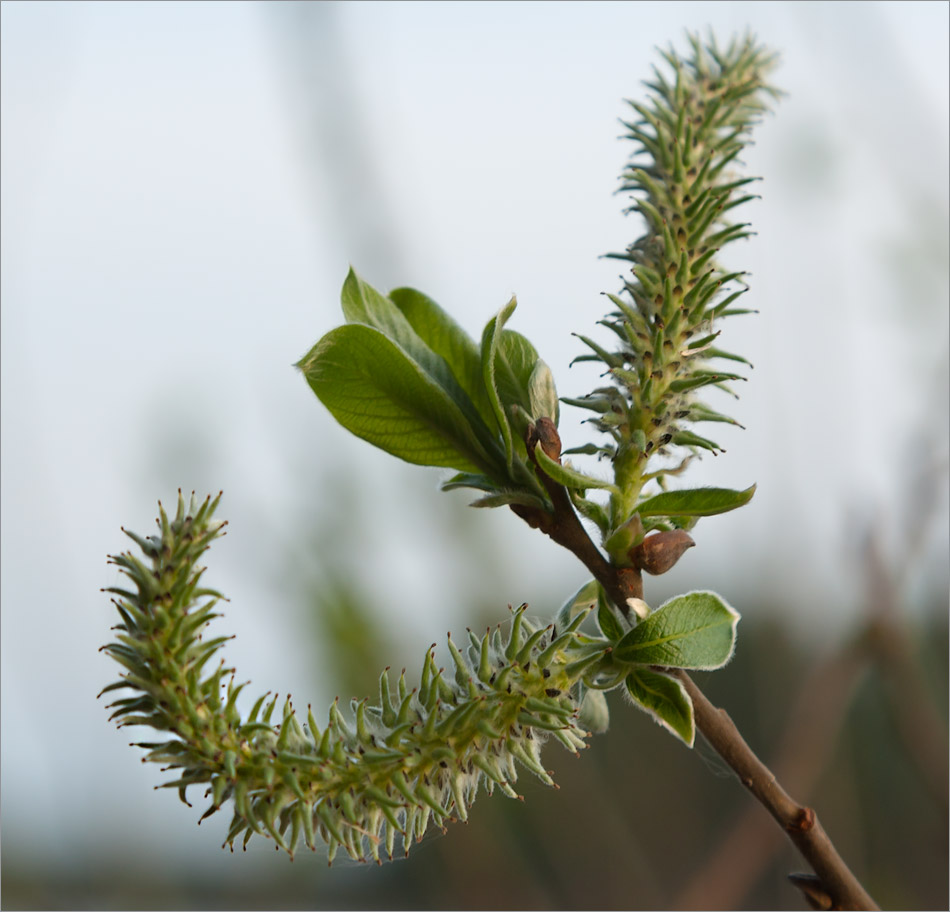 Изображение особи Salix myrsinifolia.