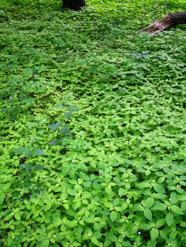 Image of Impatiens parviflora specimen.