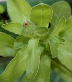 Calendula officinalis. Верхушка побега с развивающимся соцветием. Германия, г. Кемпен, на открытом балконе. 09.05.2013.