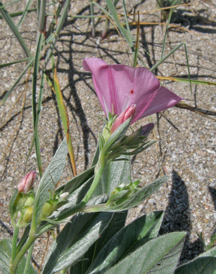 Image of Convolvulus lineatus specimen.