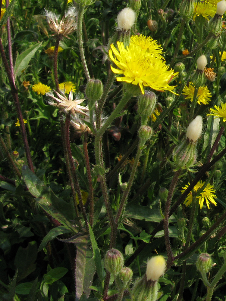 Image of Crepis rhoeadifolia specimen.