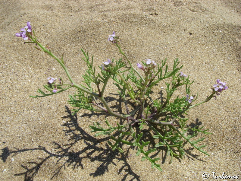 Image of Cakile euxina specimen.