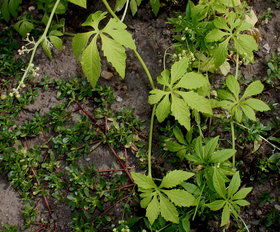 Image of Cyclanthera pedata specimen.