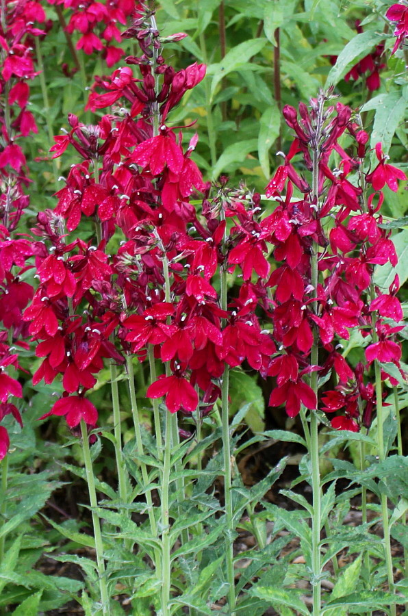 Image of Lobelia &times; speciosa specimen.