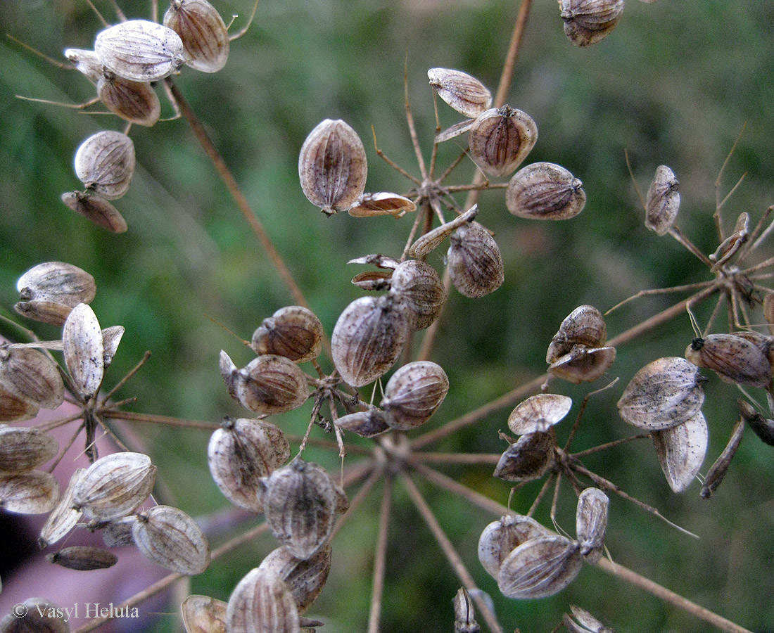 Изображение особи Pastinaca sylvestris.