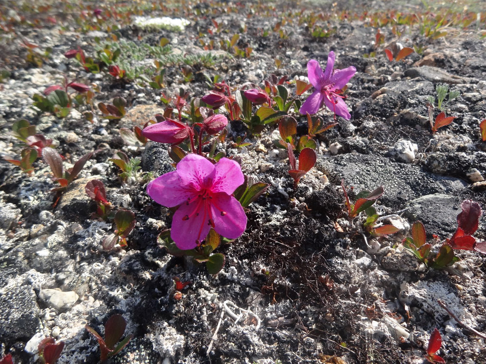 Image of Rhododendron camtschaticum ssp. glandulosum specimen.